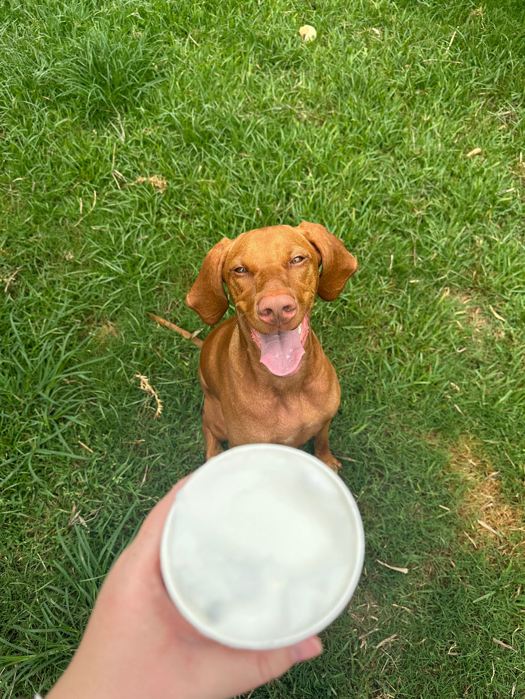 Pup-a-chino